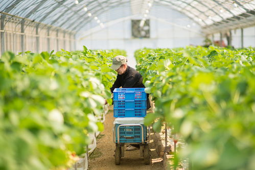 总想着往外跑，殊不知农村前景更好 返乡创业项目盘点之网上销售农产品